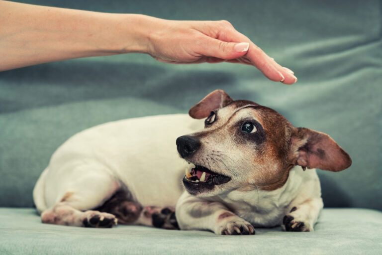 What to Do Immediately After a Dog Bite Before Getting a Dog Bite Lawyer
